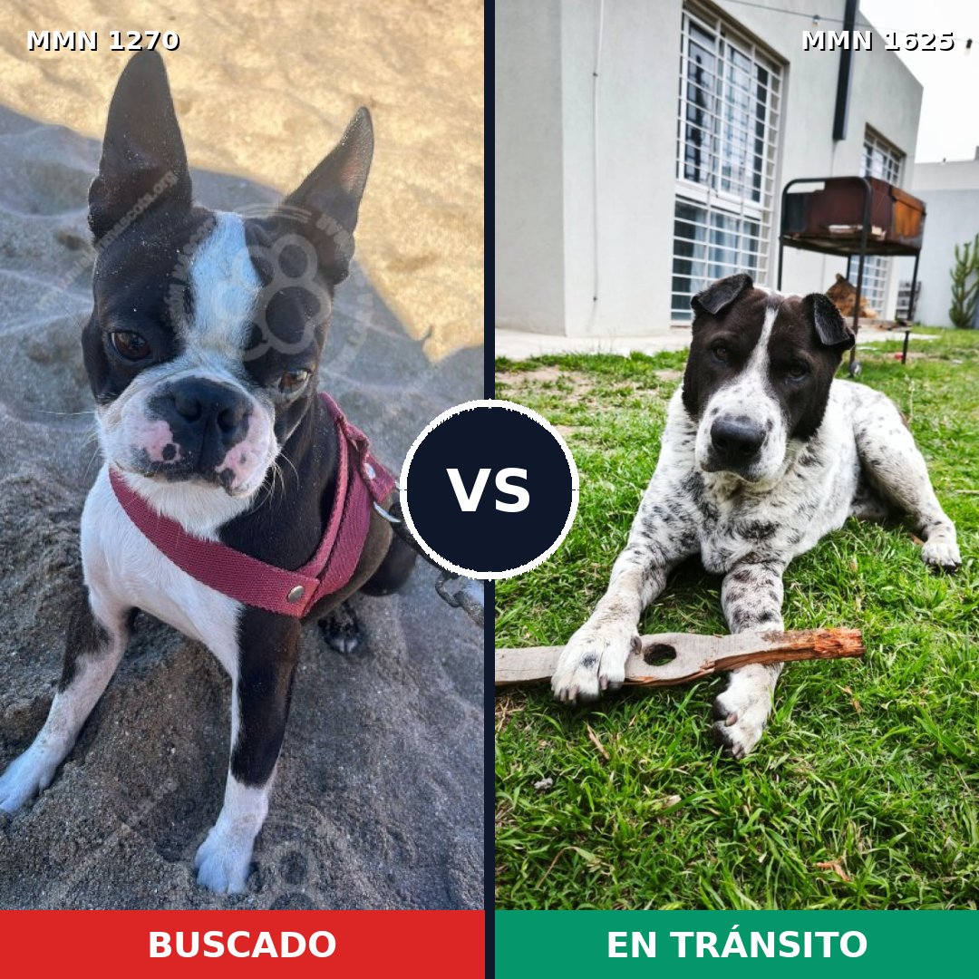 Comparativa MMS 34008: mascota perdida y mascota encontrada, 40% de similitud