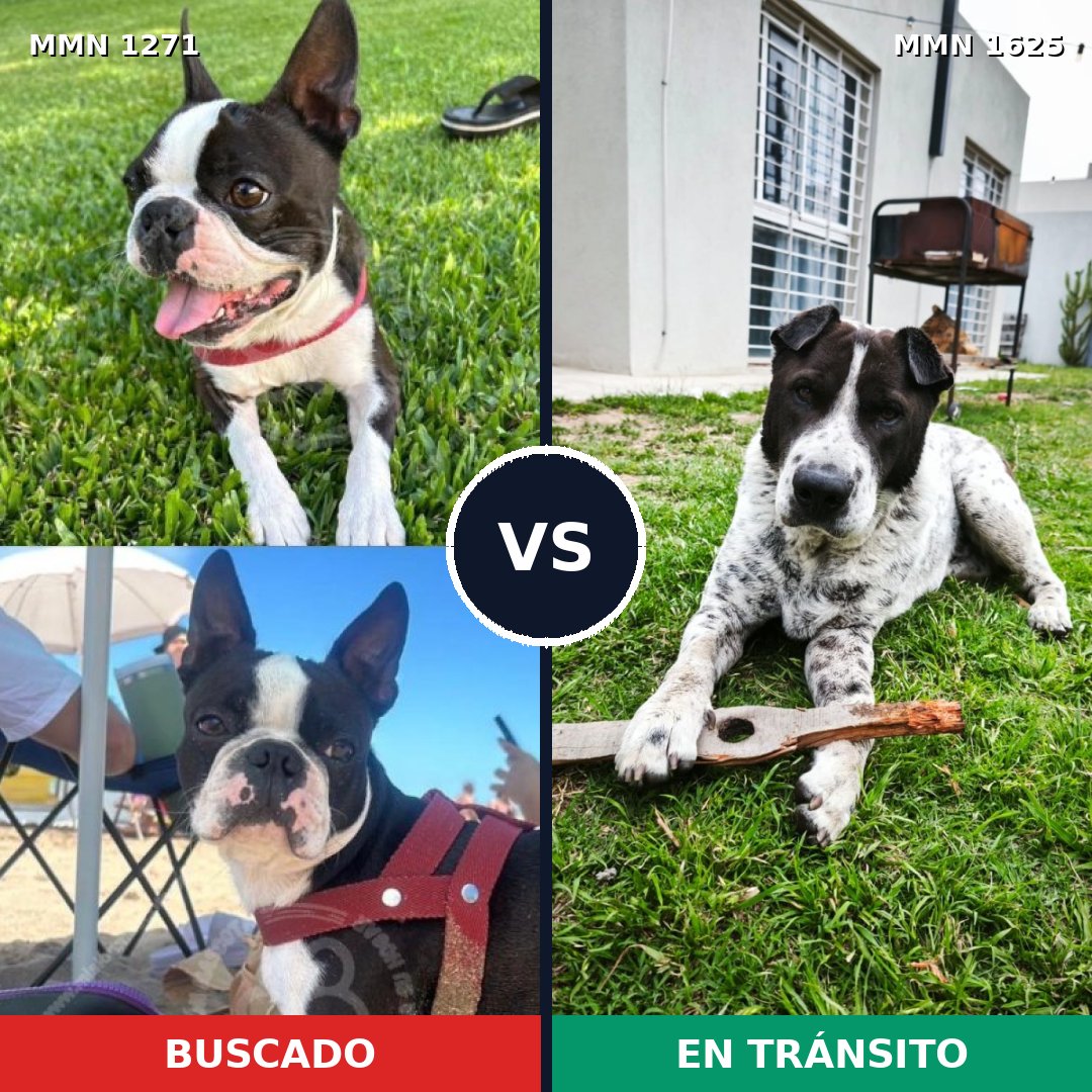 Comparativa MMS 34009: mascota perdida y mascota encontrada, 40% de similitud