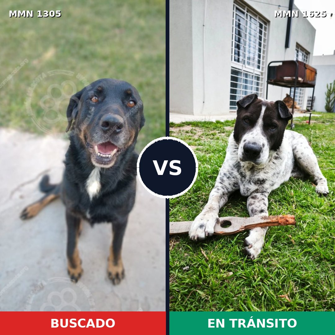 Comparativa MMS 34018: mascota perdida y mascota encontrada, 57% de similitud