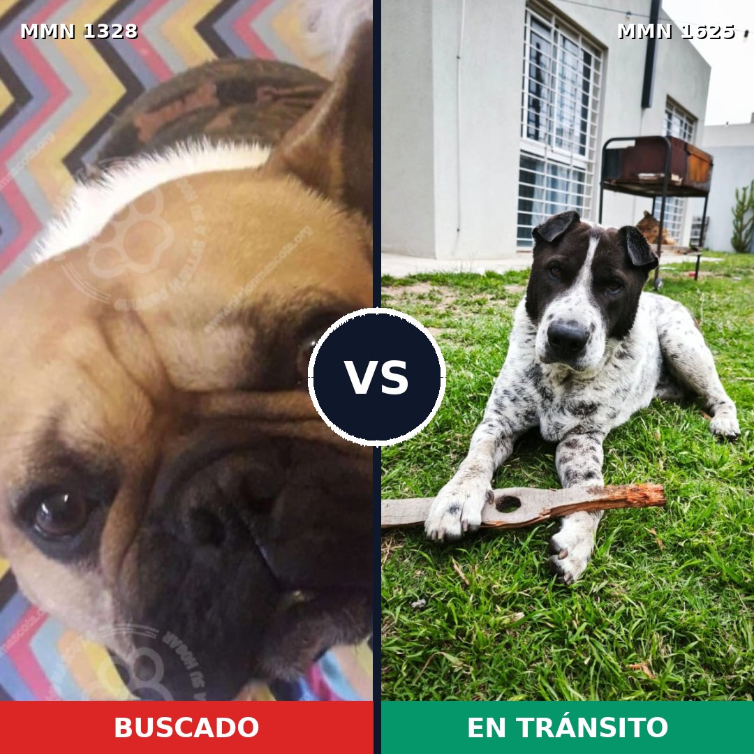 Comparativa MMS 34020: mascota perdida y mascota encontrada, 47% de similitud