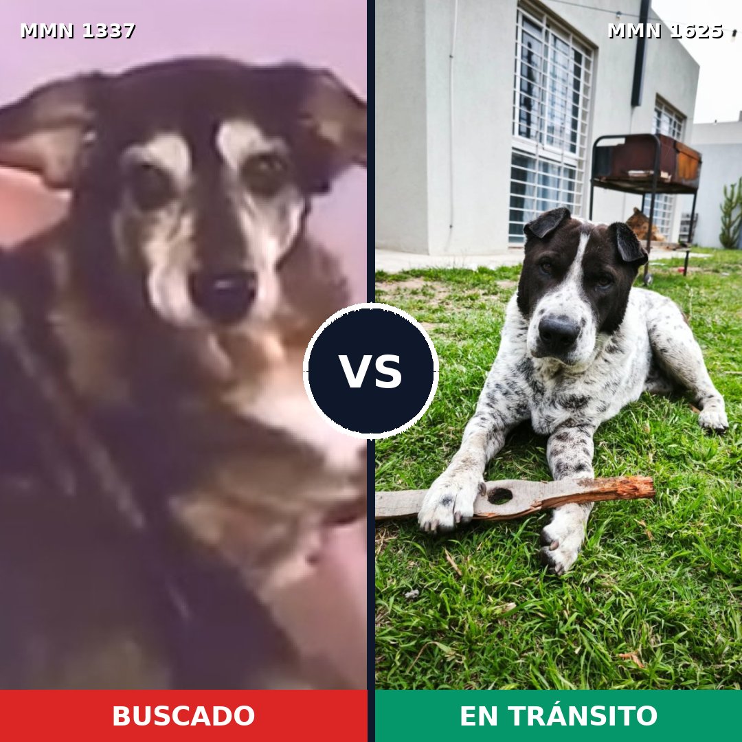 Comparativa MMS 34021: mascota perdida y mascota encontrada, 62% de similitud