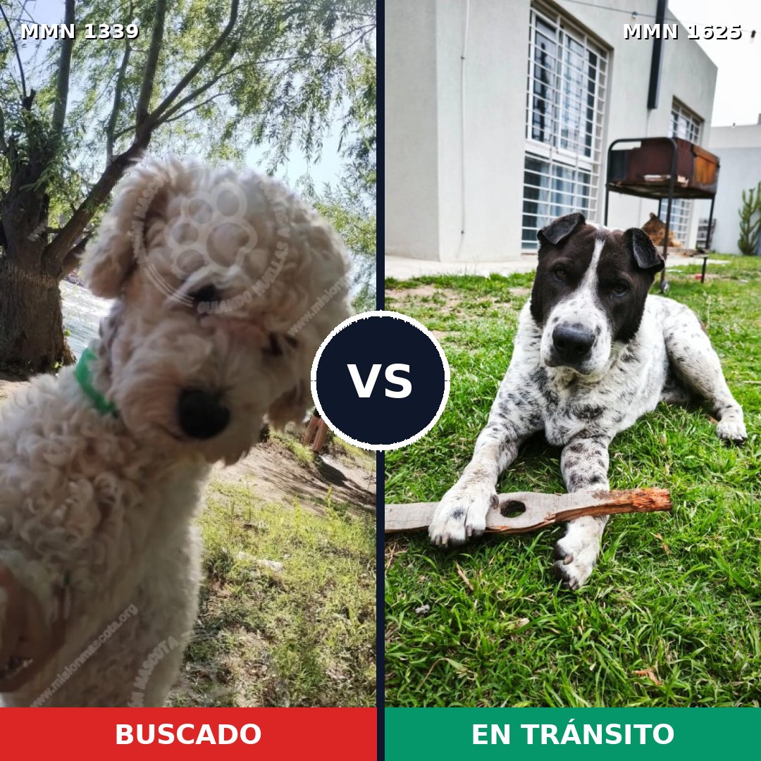 Comparativa MMS 34022: mascota perdida y mascota encontrada, 46% de similitud