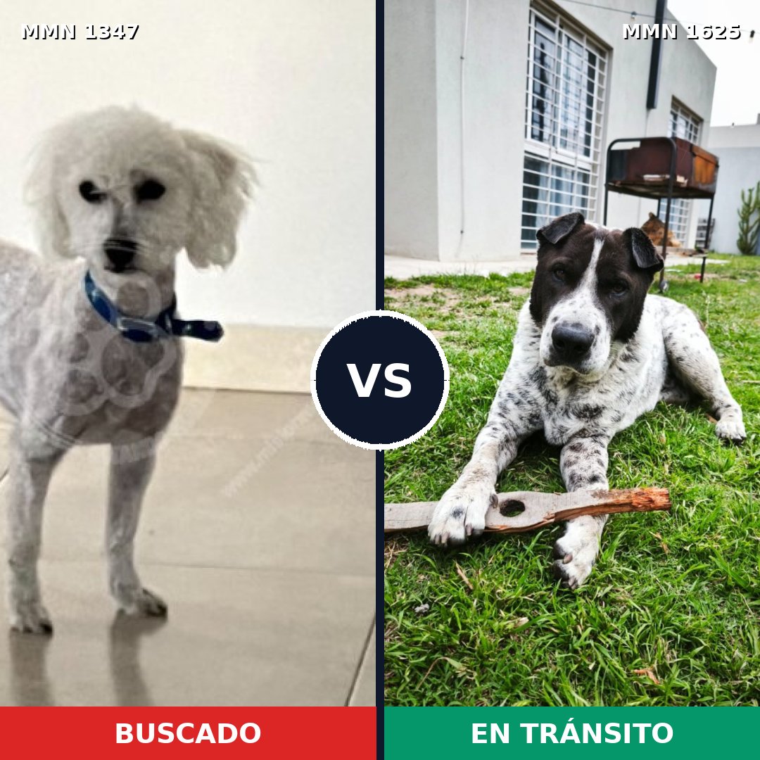 Comparativa MMS 34023: mascota perdida y mascota encontrada, 44% de similitud