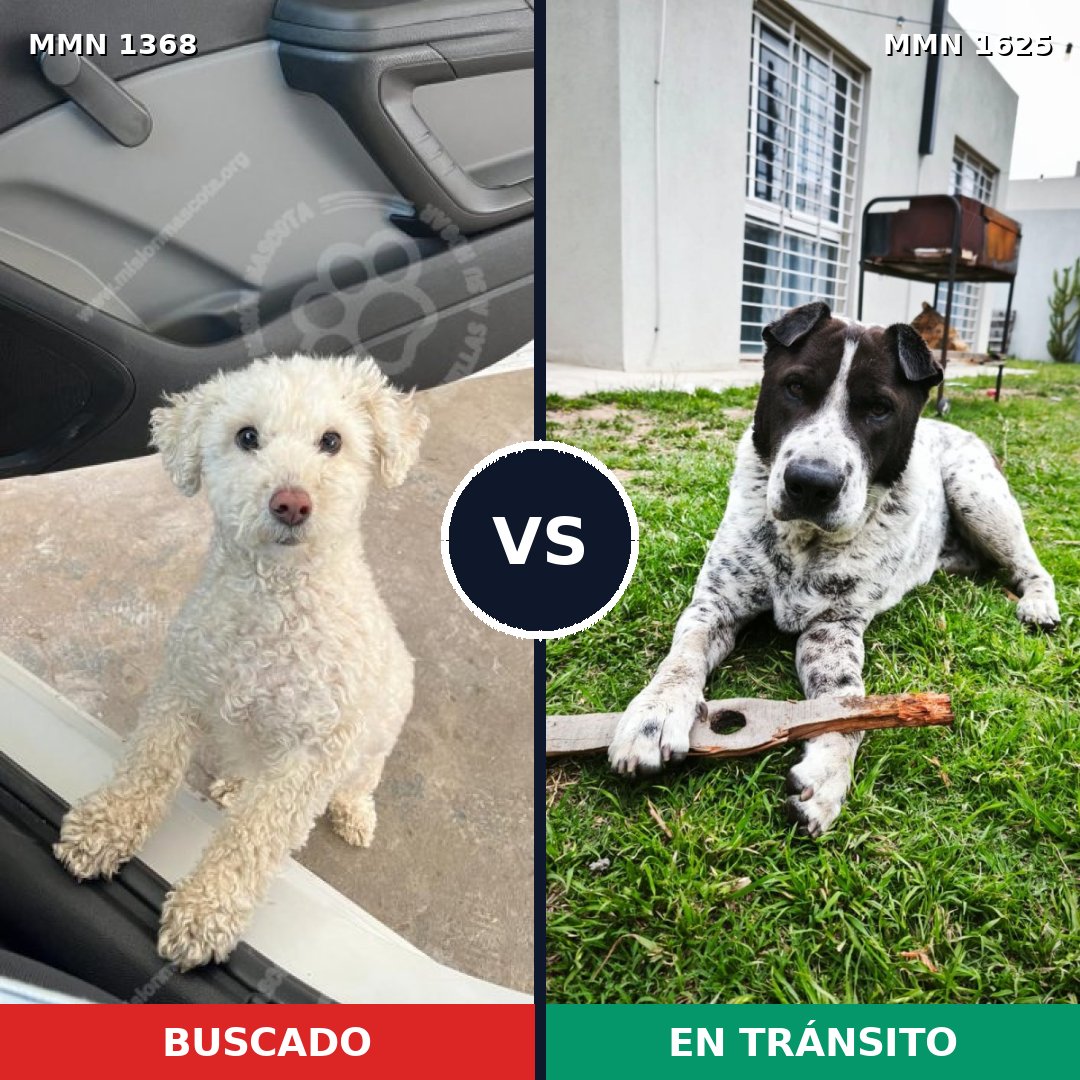Comparativa MMS 34026: mascota perdida y mascota encontrada, 41% de similitud