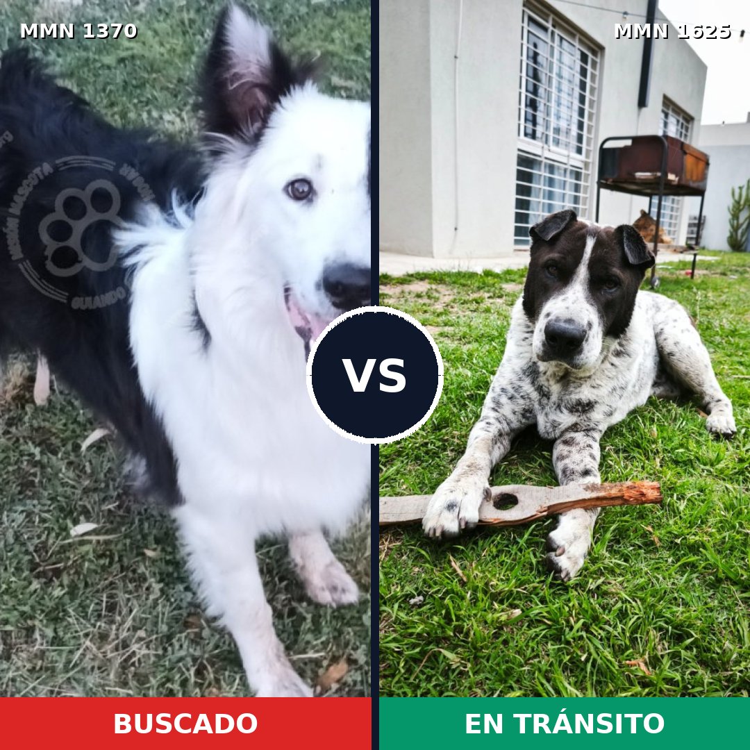 Comparativa MMS 34027: mascota perdida y mascota encontrada, 39% de similitud