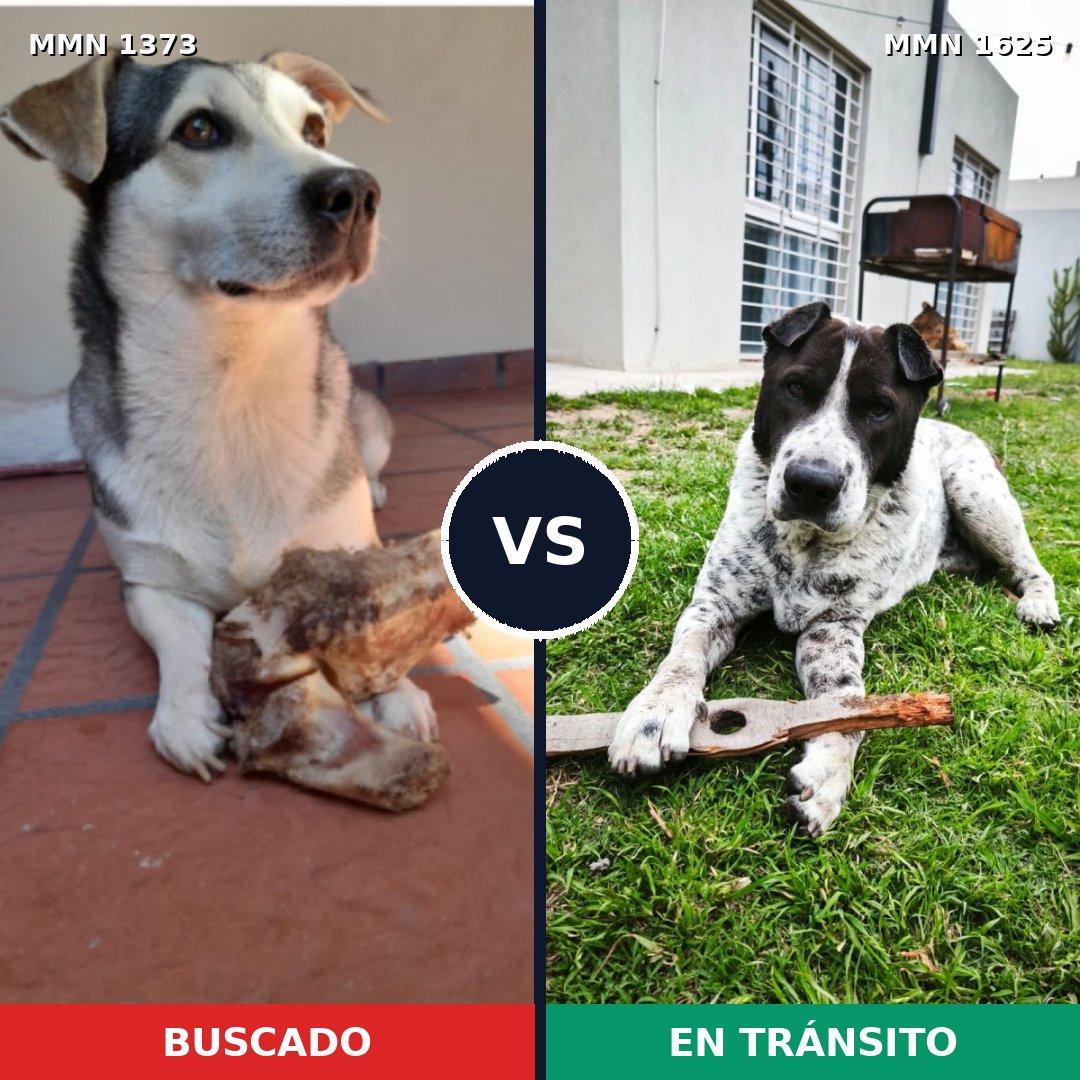 Comparativa MMS 34028: mascota perdida y mascota encontrada, 59% de similitud