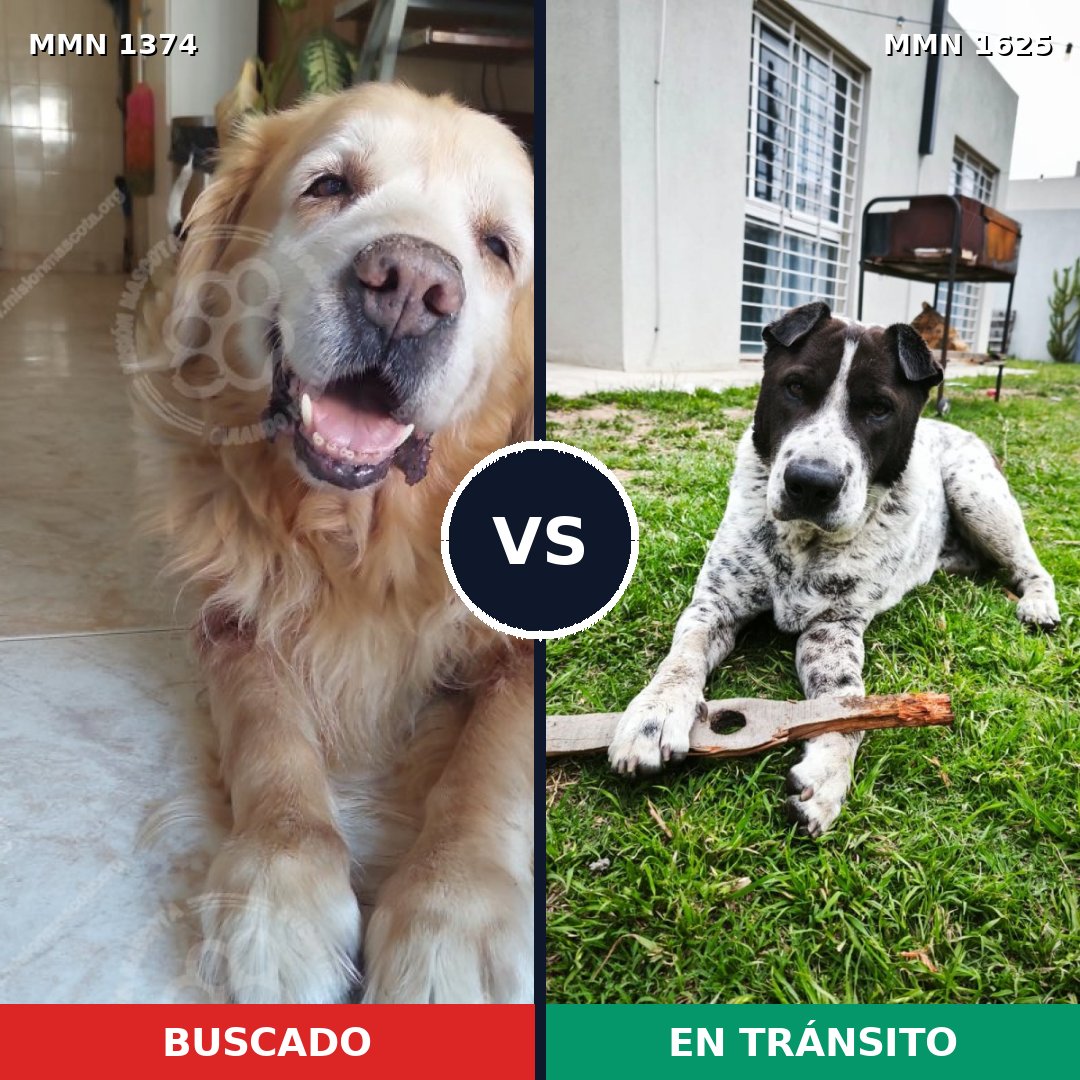 Comparativa MMS 34029: mascota perdida y mascota encontrada, 34% de similitud