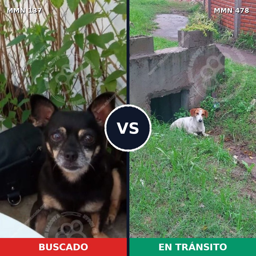 Comparativa MMS 3403: mascota perdida y mascota encontrada, 10% de similitud