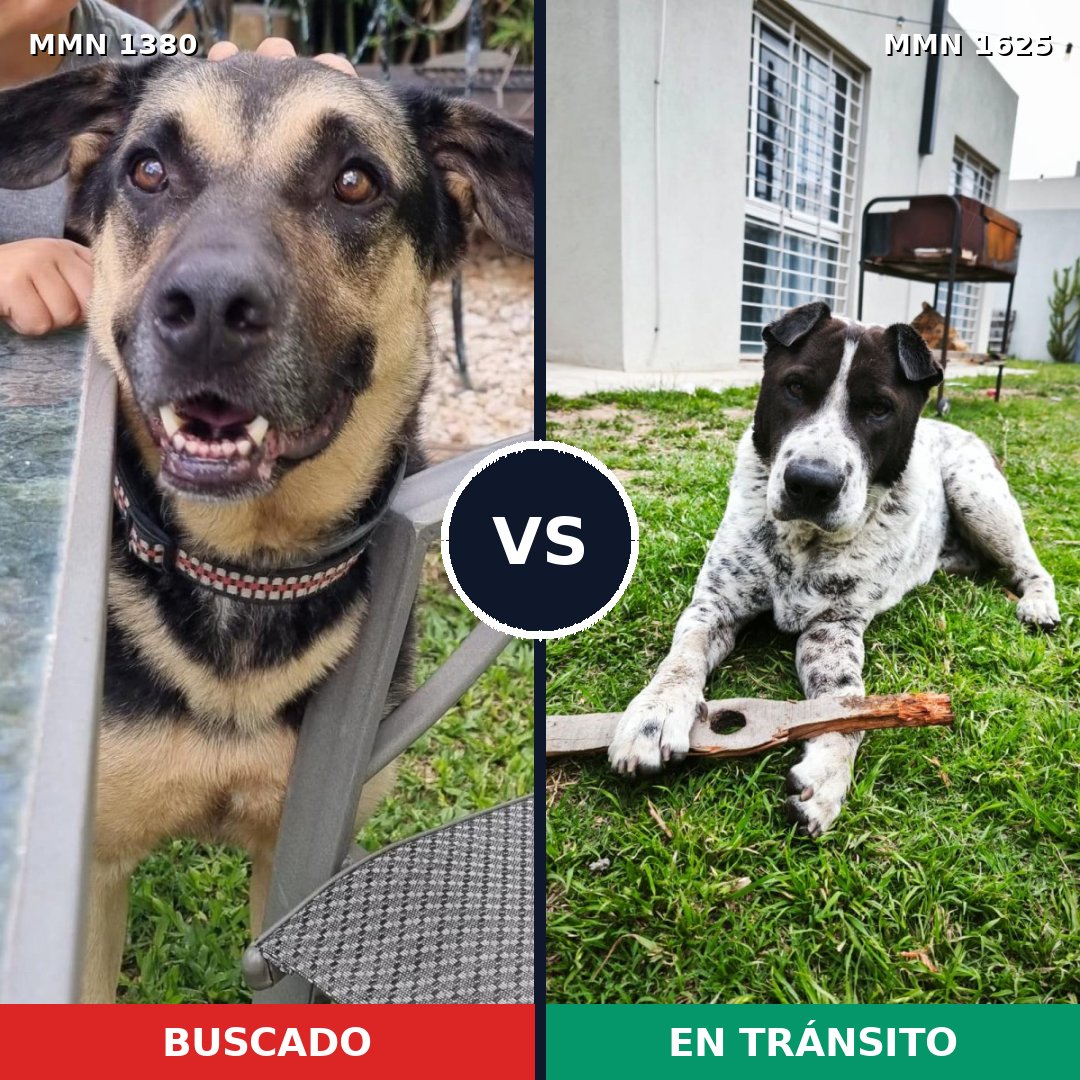 Comparativa MMS 34031: mascota perdida y mascota encontrada, 57% de similitud