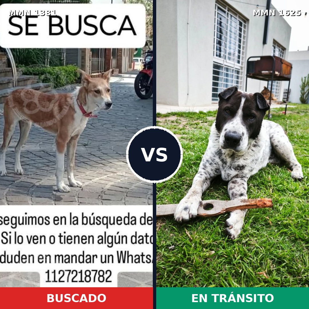 Comparativa MMS 34032: mascota perdida y mascota encontrada, 57% de similitud