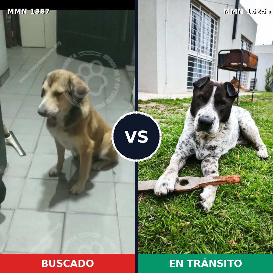 Comparativa MMS 34033: mascota perdida y mascota encontrada, 60% de similitud
