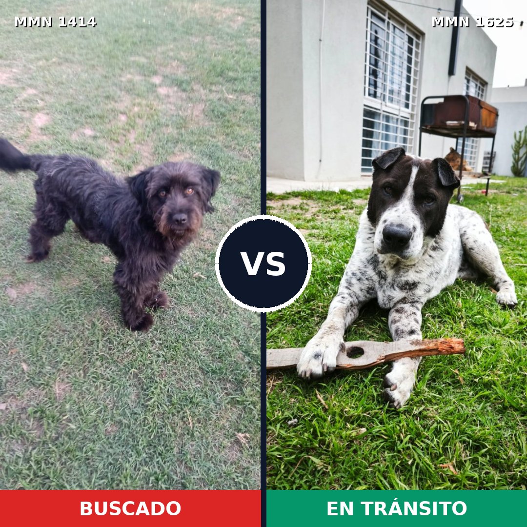 Comparativa MMS 34035: mascota perdida y mascota encontrada, 47% de similitud