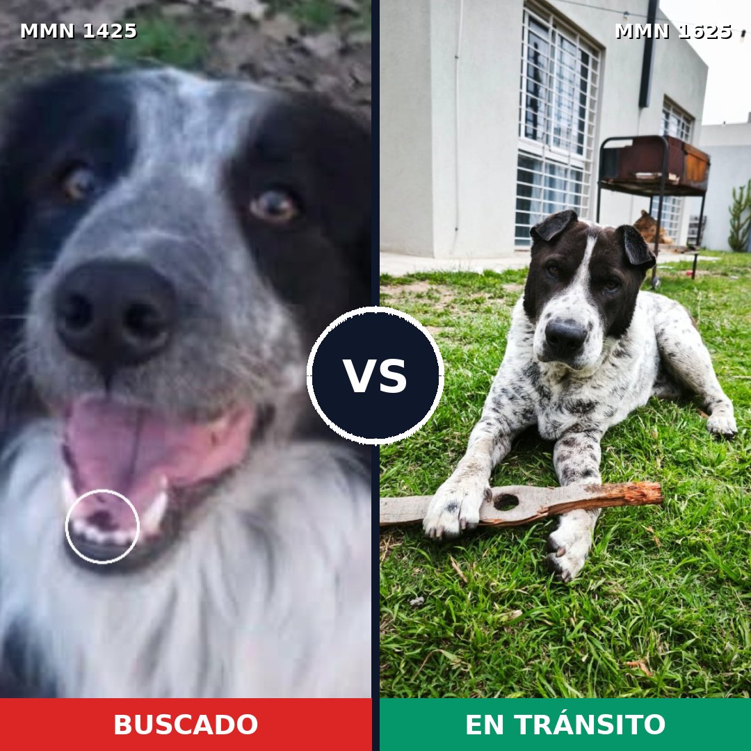 Comparativa MMS 34037: mascota perdida y mascota encontrada, 47% de similitud