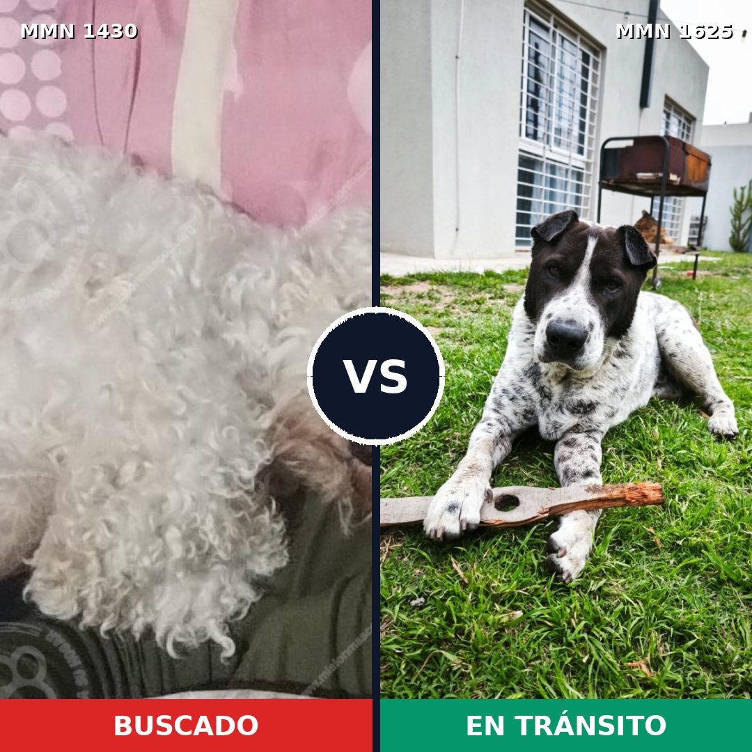 Comparativa MMS 34038: mascota perdida y mascota encontrada, 40% de similitud