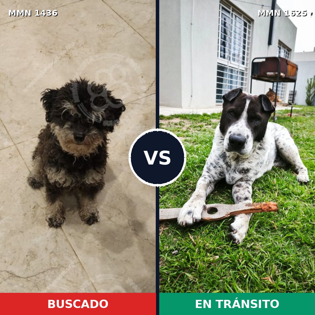Comparativa MMS 34039: mascota perdida y mascota encontrada, 54% de similitud