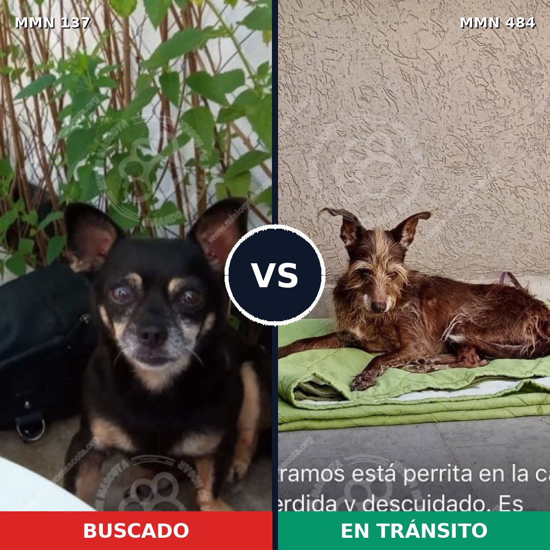 Comparativa MMS 3404: mascota perdida y mascota encontrada, 6% de similitud