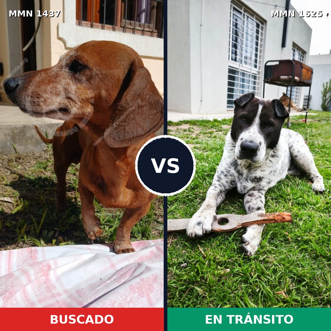 Comparativa MMS 34040: mascota perdida y mascota encontrada, 32% de similitud