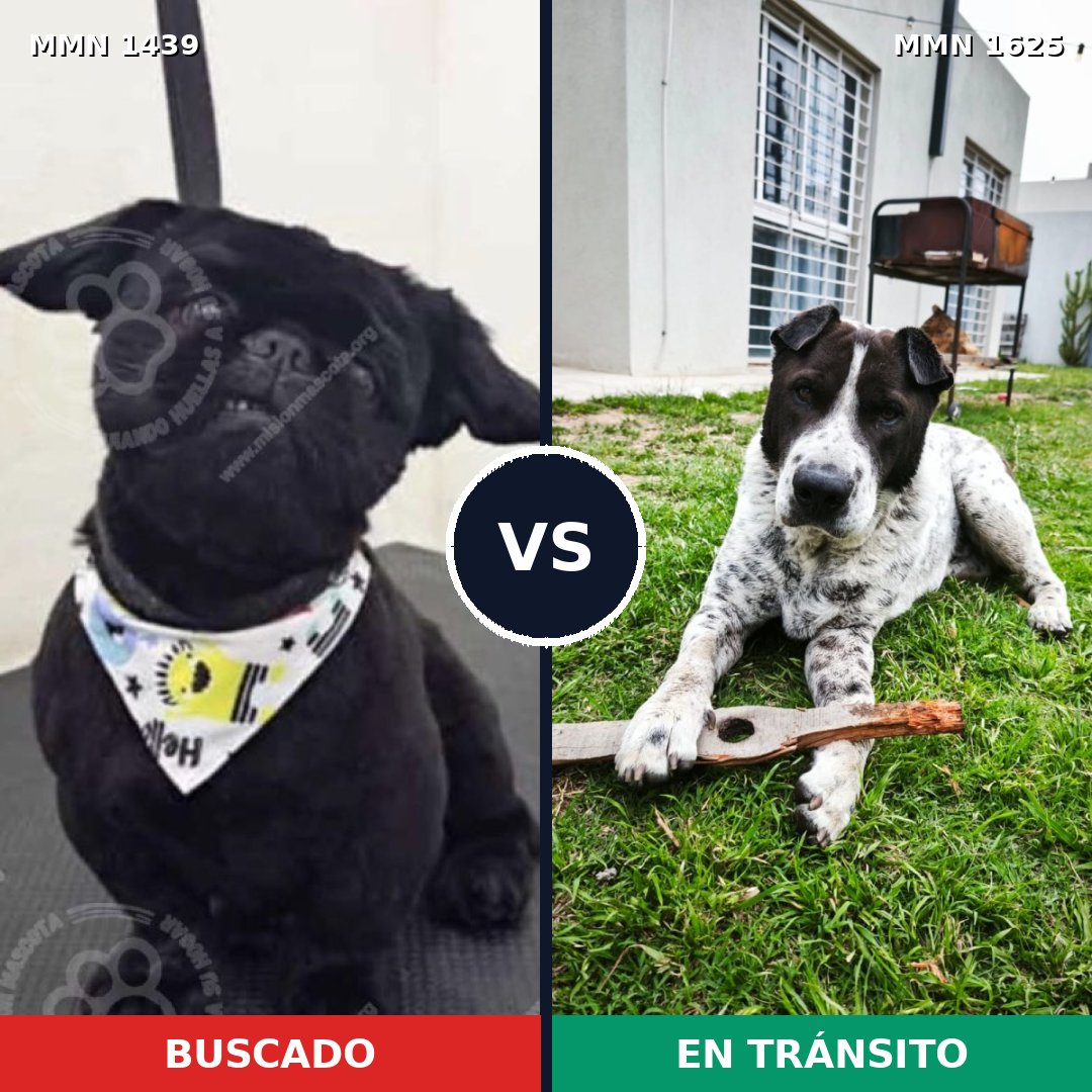 Comparativa MMS 34041: mascota perdida y mascota encontrada, 30% de similitud