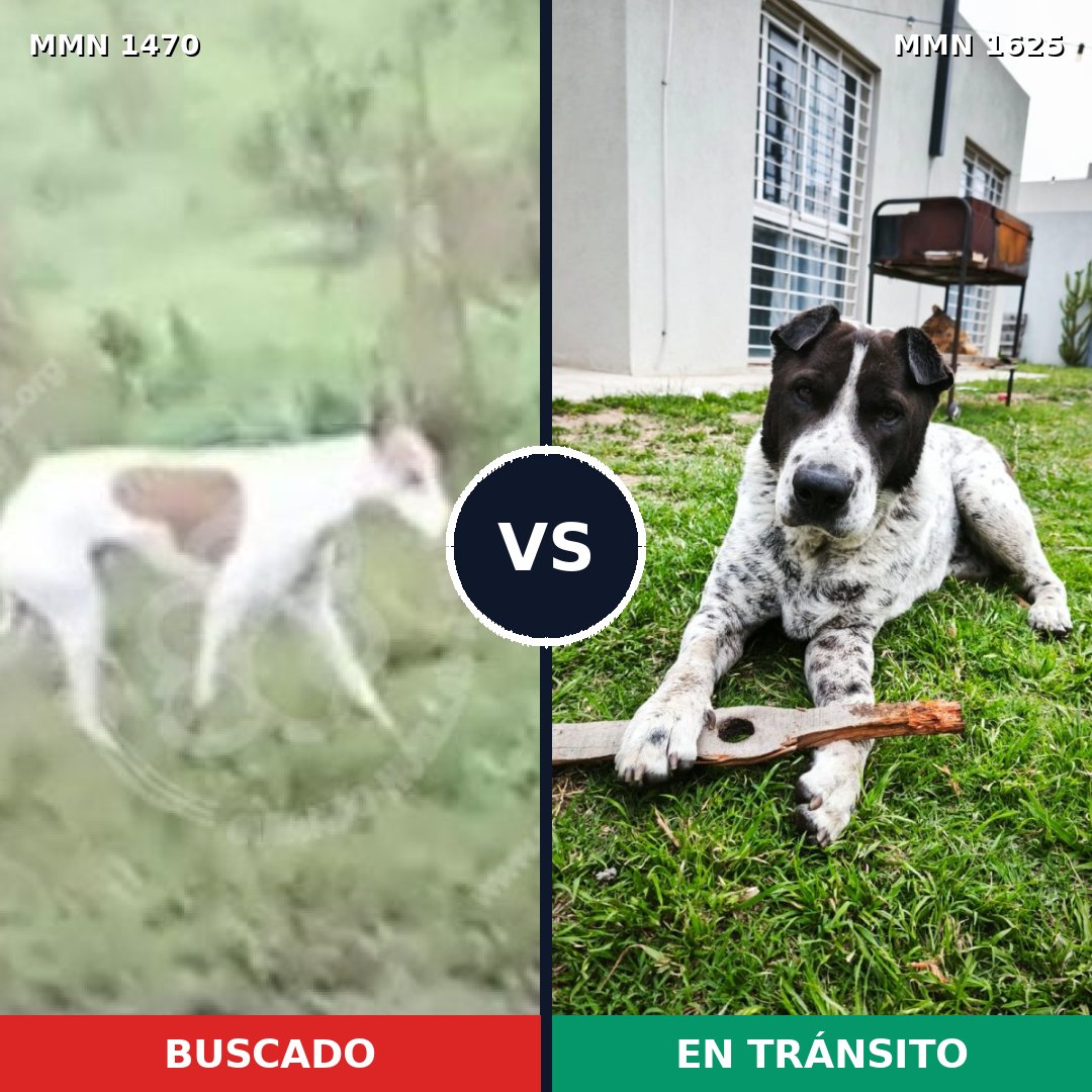 Comparativa MMS 34045: mascota perdida y mascota encontrada, 47% de similitud