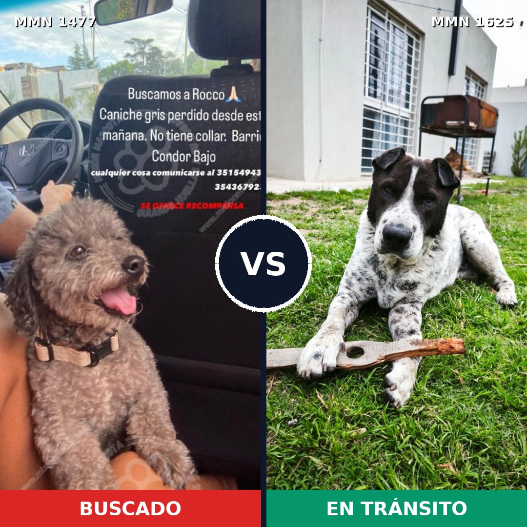 Comparativa MMS 34046: mascota perdida y mascota encontrada, 28% de similitud