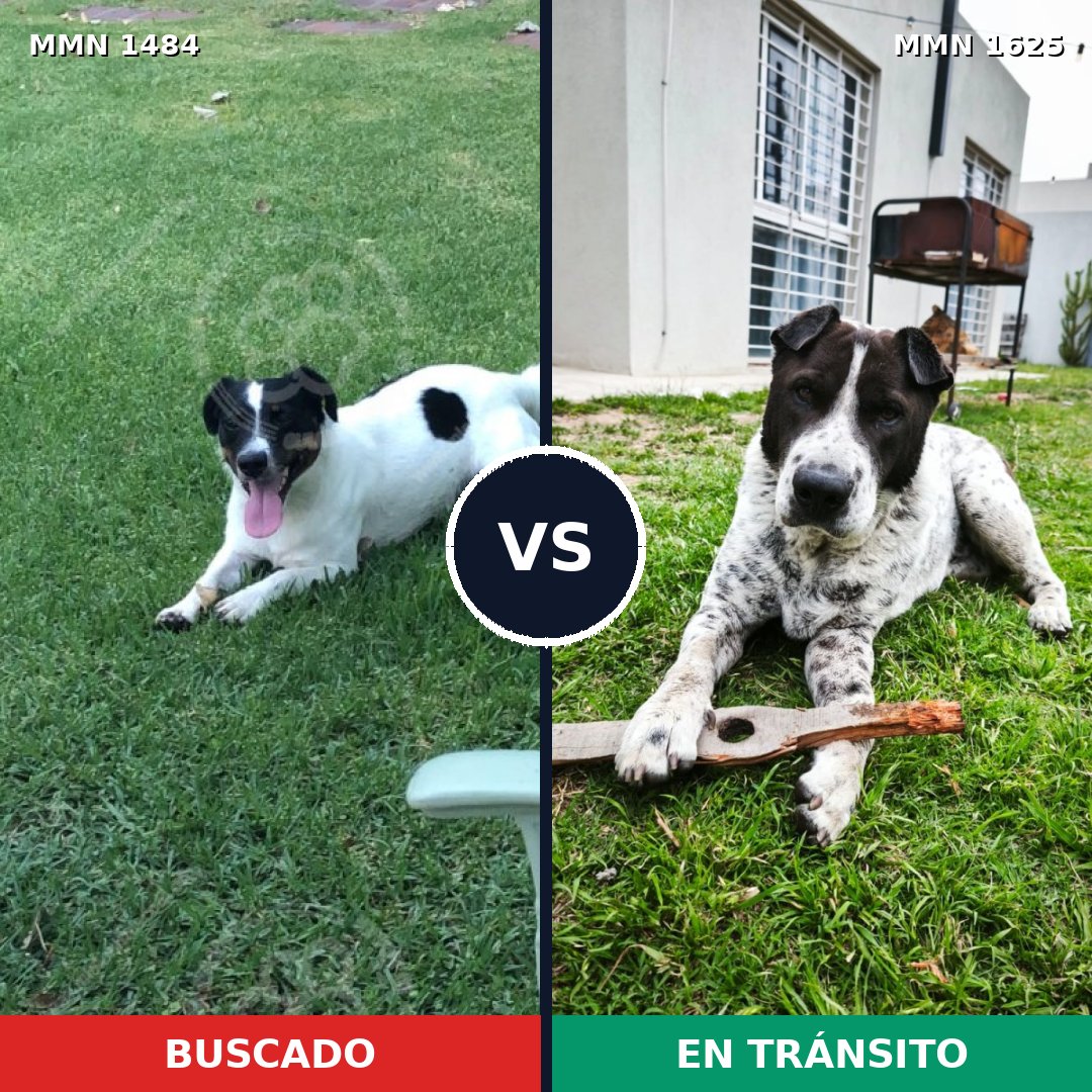 Comparativa MMS 34047: mascota perdida y mascota encontrada, 51% de similitud