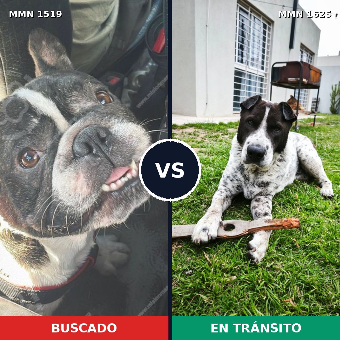 Comparativa MMS 34048: mascota perdida y mascota encontrada, 57% de similitud