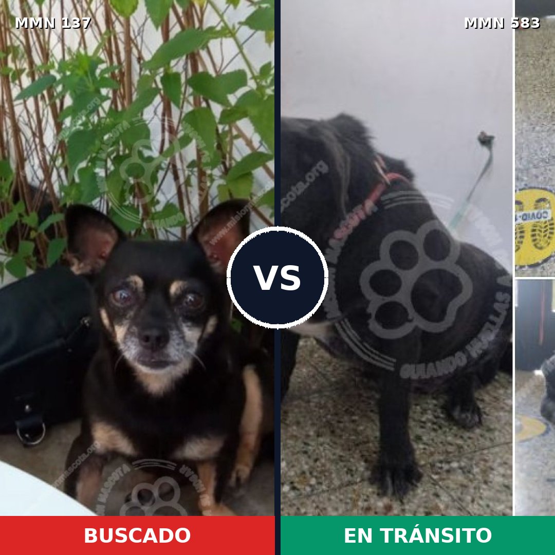 Comparativa MMS 3408: mascota perdida y mascota encontrada, 27% de similitud