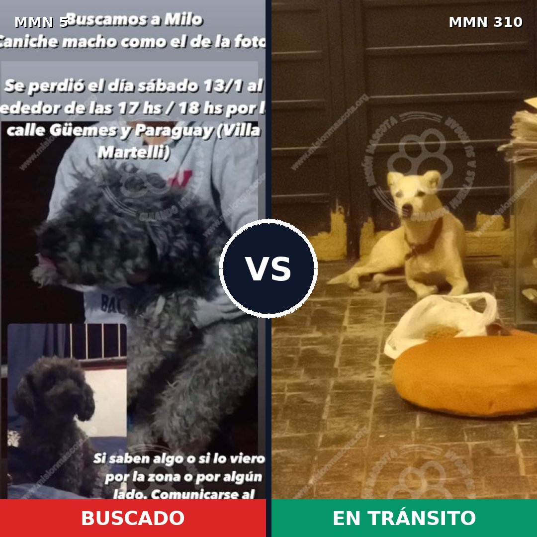 Comparativa MMS 341: mascota perdida y mascota encontrada, 31% de similitud