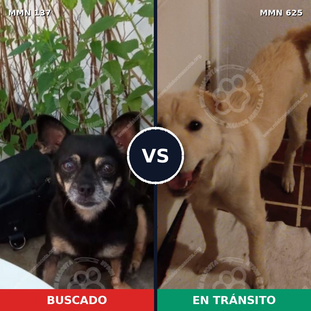 Comparativa MMS 3411: mascota perdida y mascota encontrada, 33% de similitud