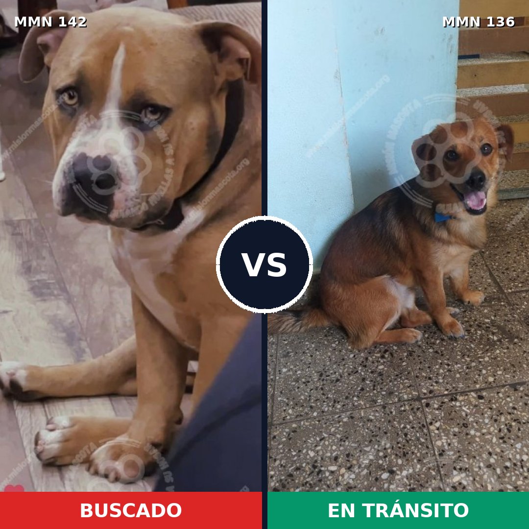 Comparativa MMS 3414: mascota perdida y mascota encontrada, 26% de similitud