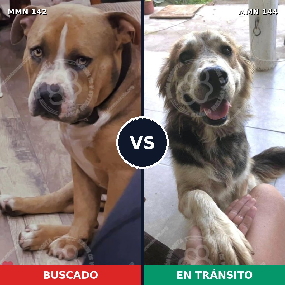 Comparativa MMS 3415: mascota perdida y mascota encontrada, 7% de similitud