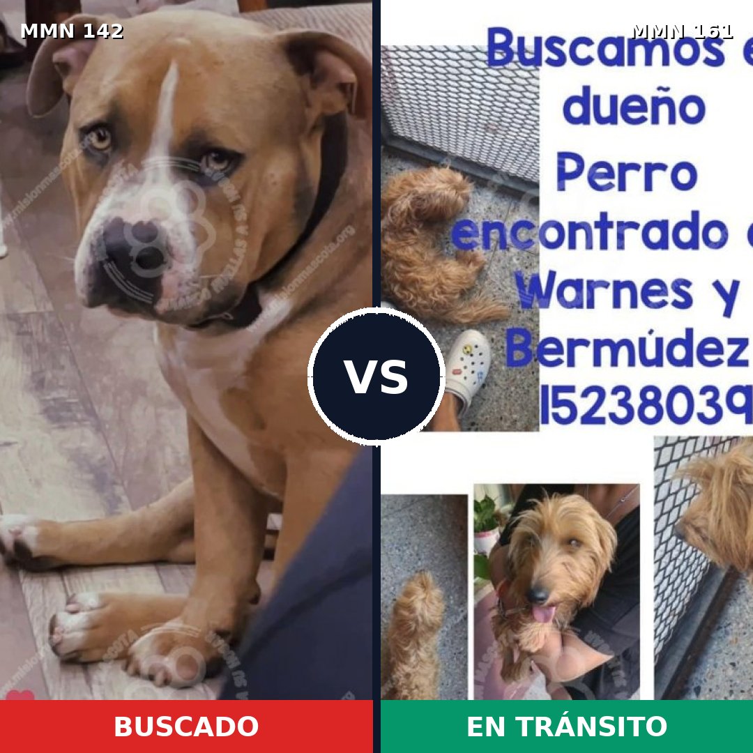 Comparativa MMS 3416: mascota perdida y mascota encontrada, 22% de similitud