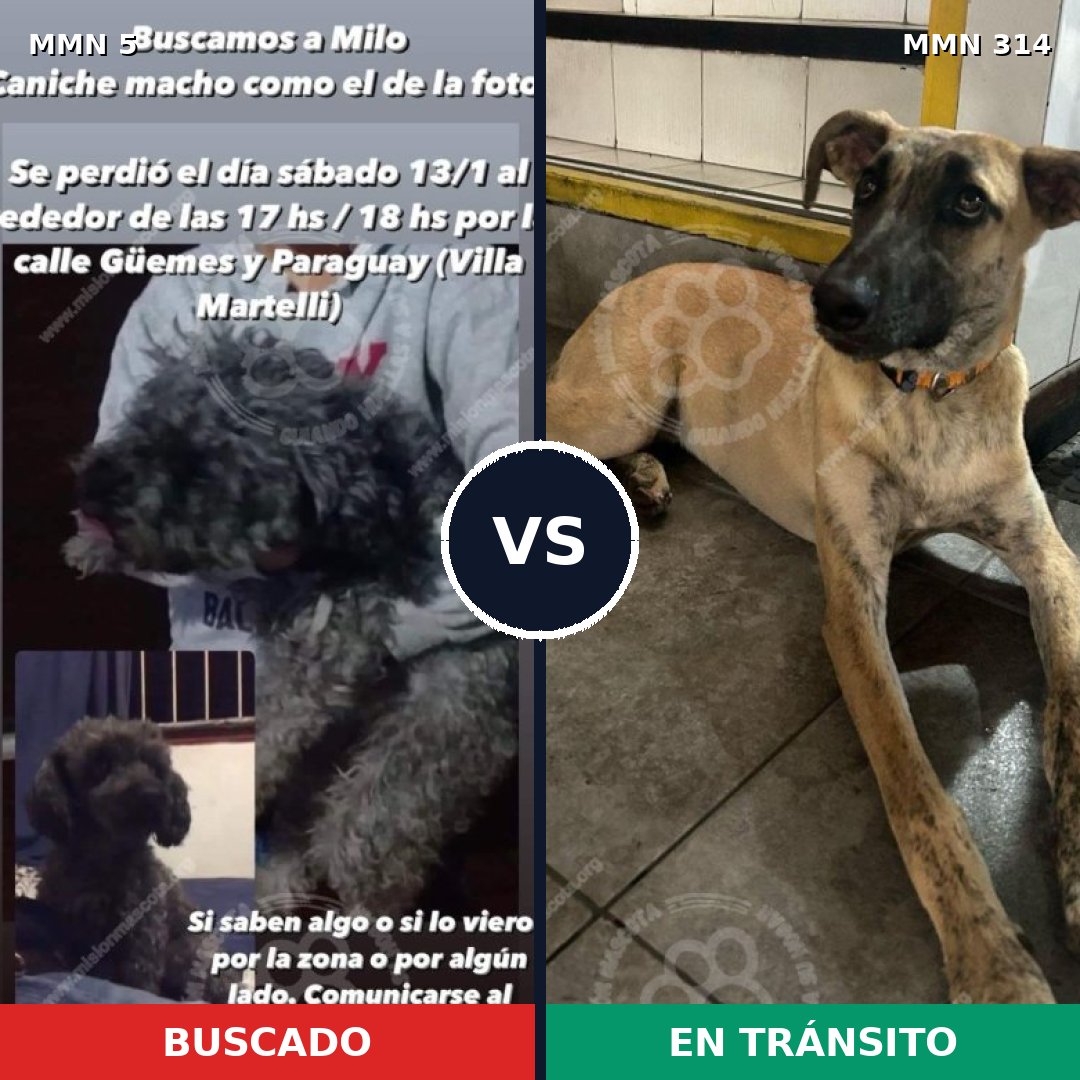 Comparativa MMS 342: mascota perdida y mascota encontrada, 23% de similitud