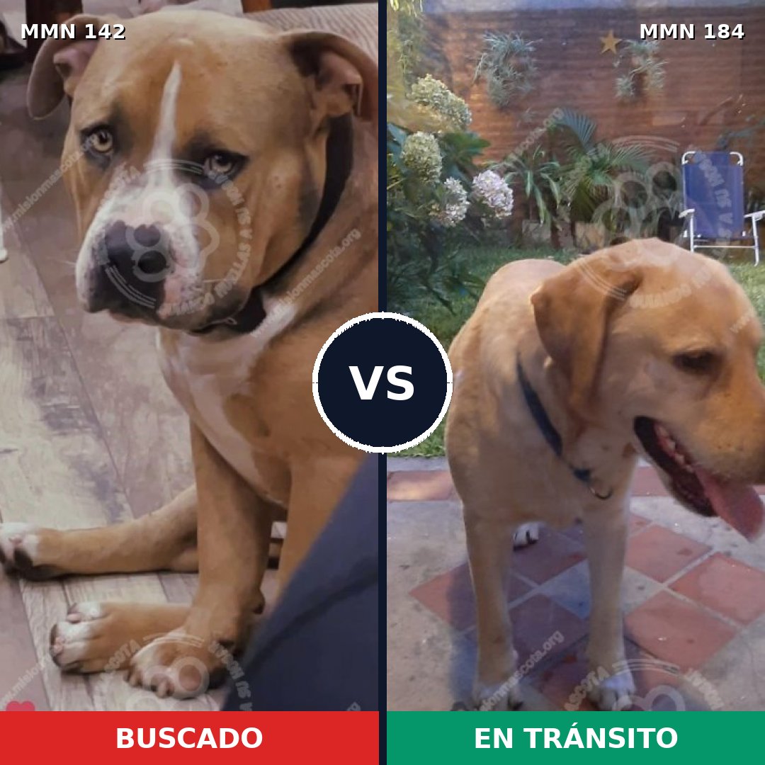 Comparativa MMS 3421: mascota perdida y mascota encontrada, 48% de similitud