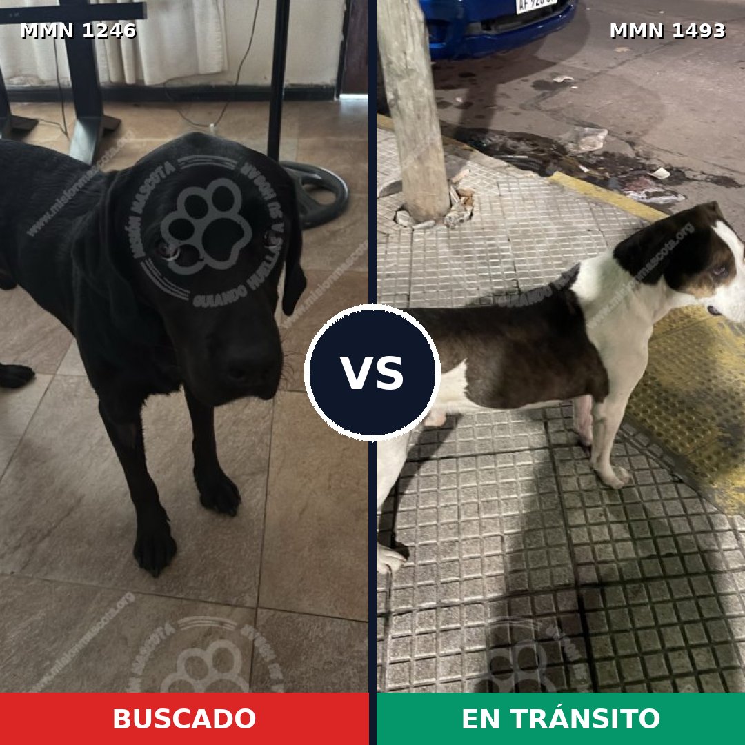 Comparativa MMS 34210: mascota perdida y mascota encontrada, 35% de similitud