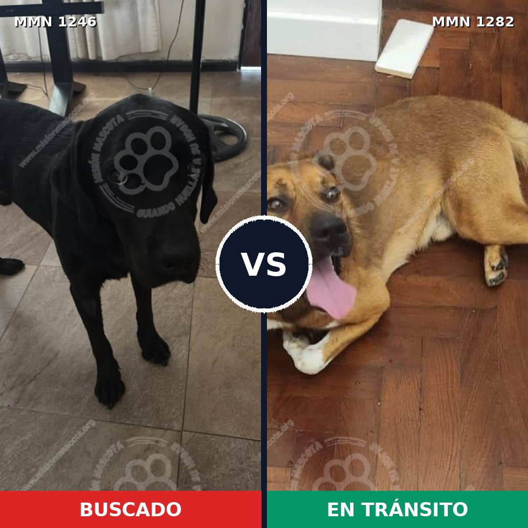 Comparativa MMS 34211: mascota perdida y mascota encontrada, 43% de similitud