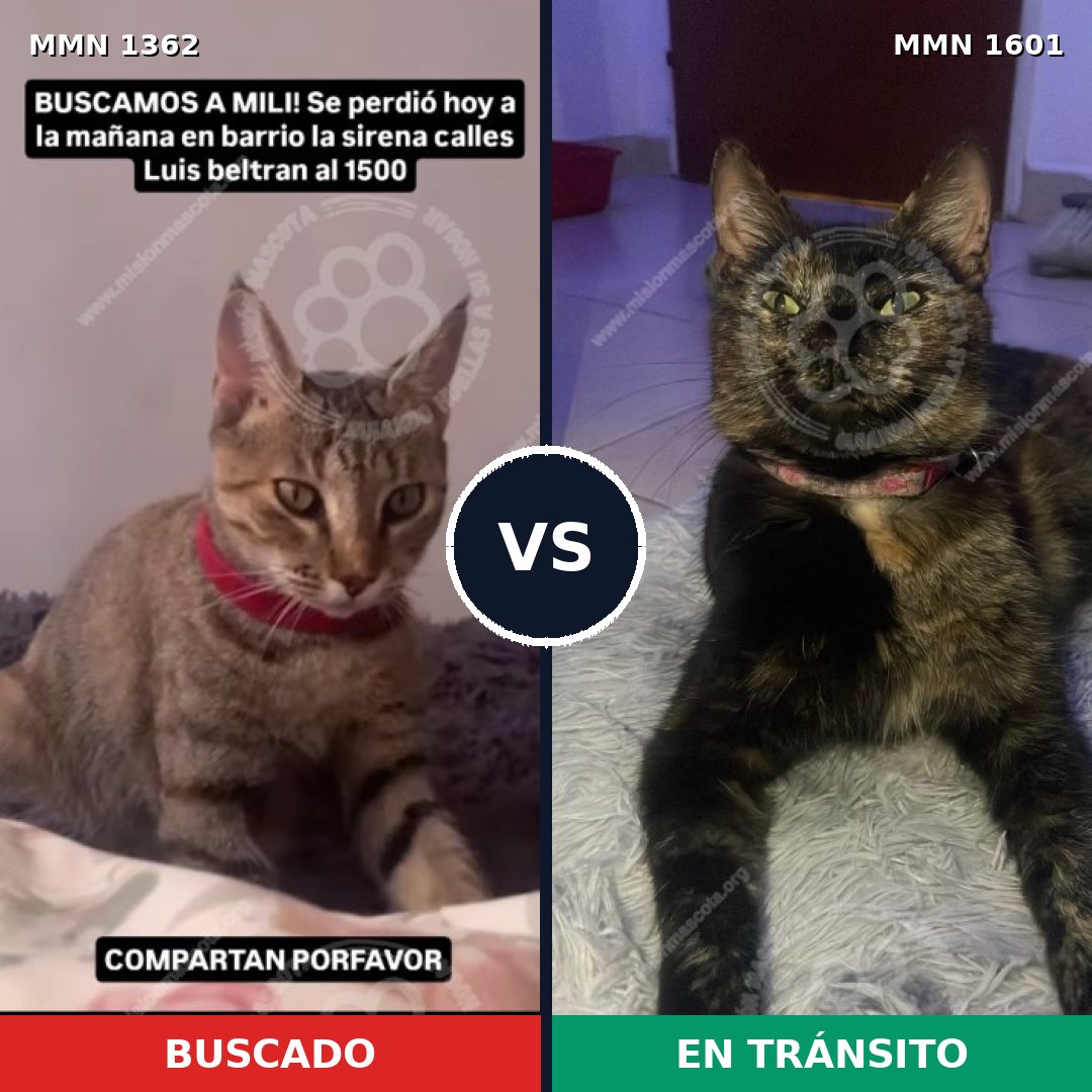 Comparativa MMS 34213: mascota perdida y mascota encontrada, 76% de similitud