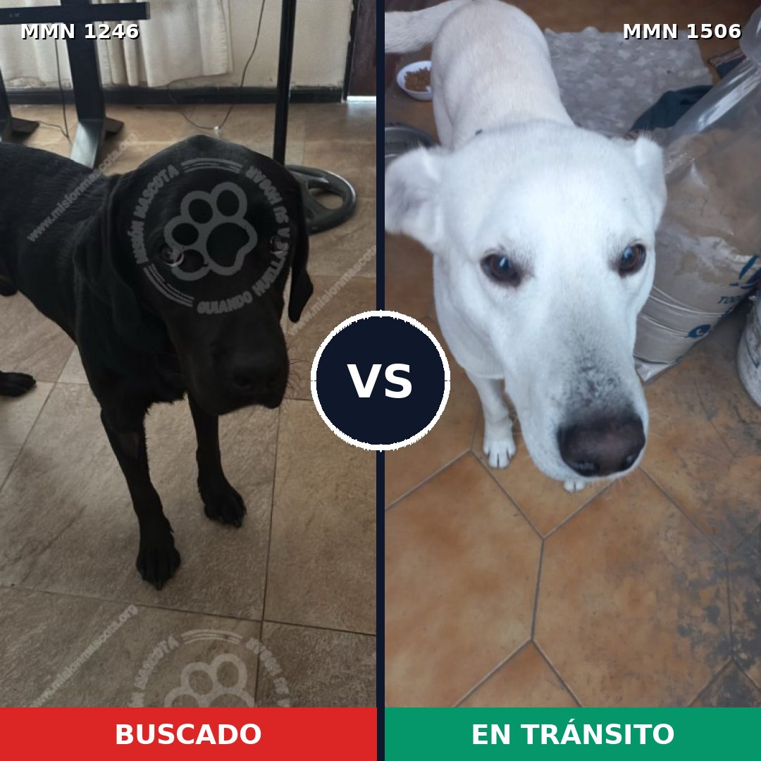 Comparativa MMS 34216: mascota perdida y mascota encontrada, 34% de similitud
