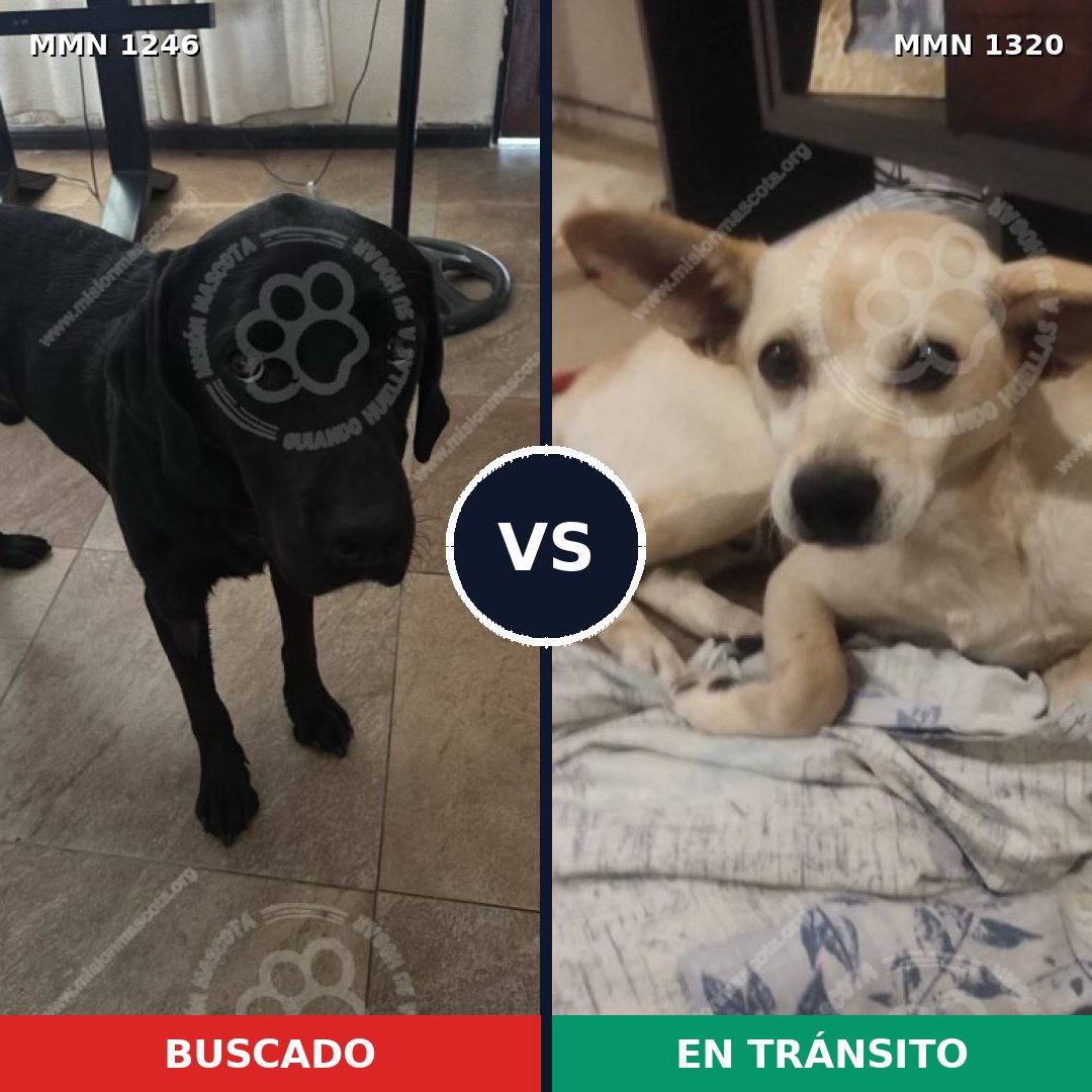Comparativa MMS 34218: mascota perdida y mascota encontrada, 40% de similitud