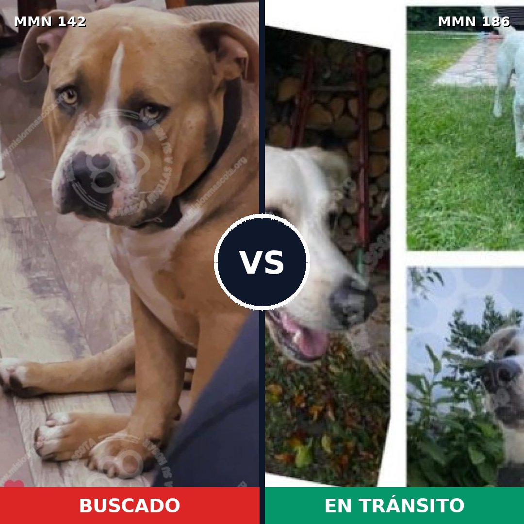Comparativa MMS 3422: mascota perdida y mascota encontrada, 26% de similitud