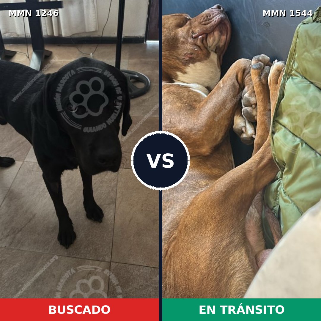 Comparativa MMS 34220: mascota perdida y mascota encontrada, 32% de similitud