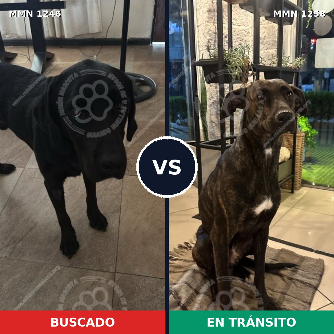 Comparativa MMS 34222: mascota perdida y mascota encontrada, 51% de similitud