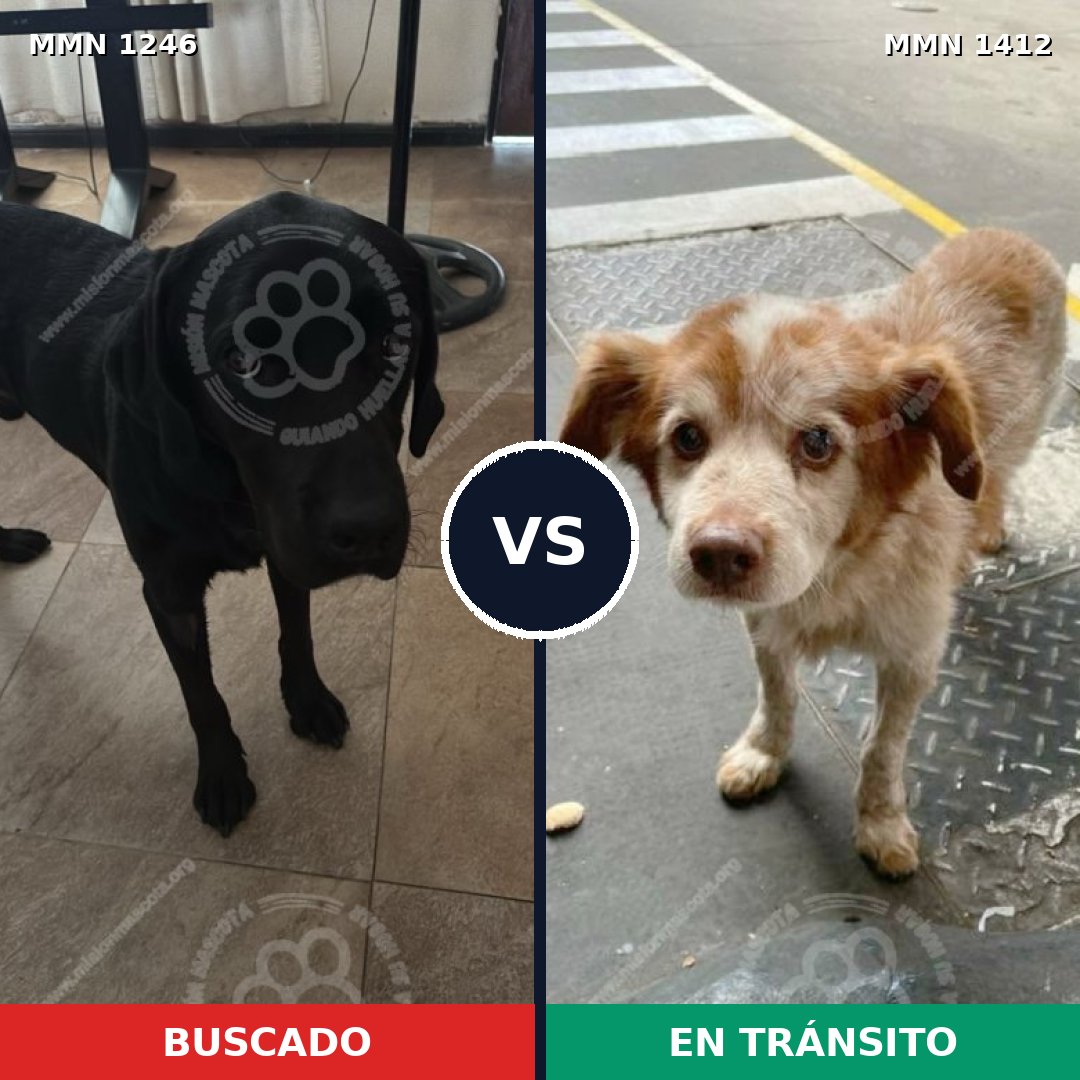 Comparativa MMS 34224: mascota perdida y mascota encontrada, 31% de similitud