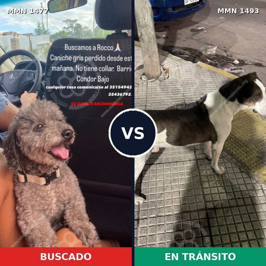 Comparativa MMS 34227: mascota perdida y mascota encontrada, 29% de similitud