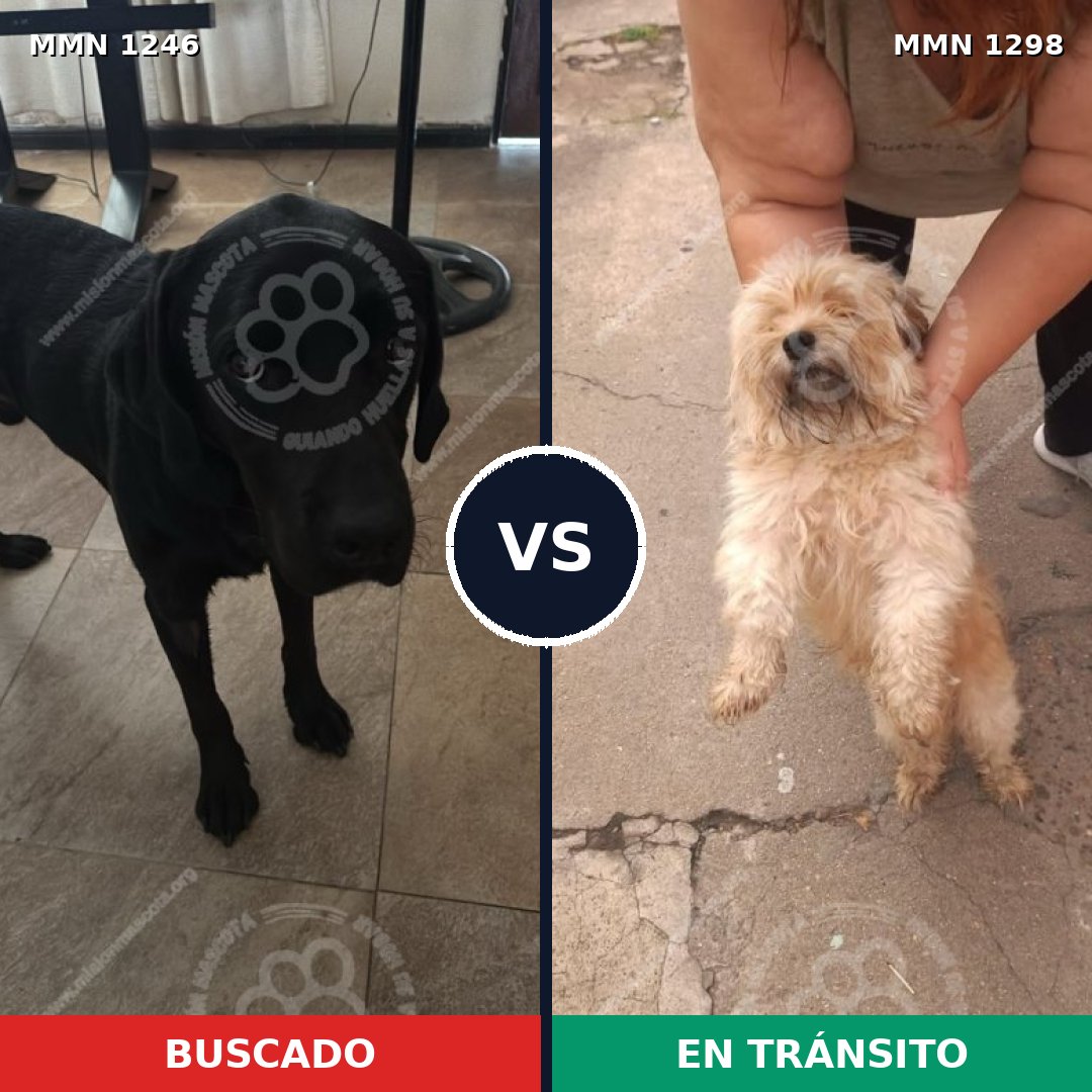Comparativa MMS 34228: mascota perdida y mascota encontrada, 25% de similitud