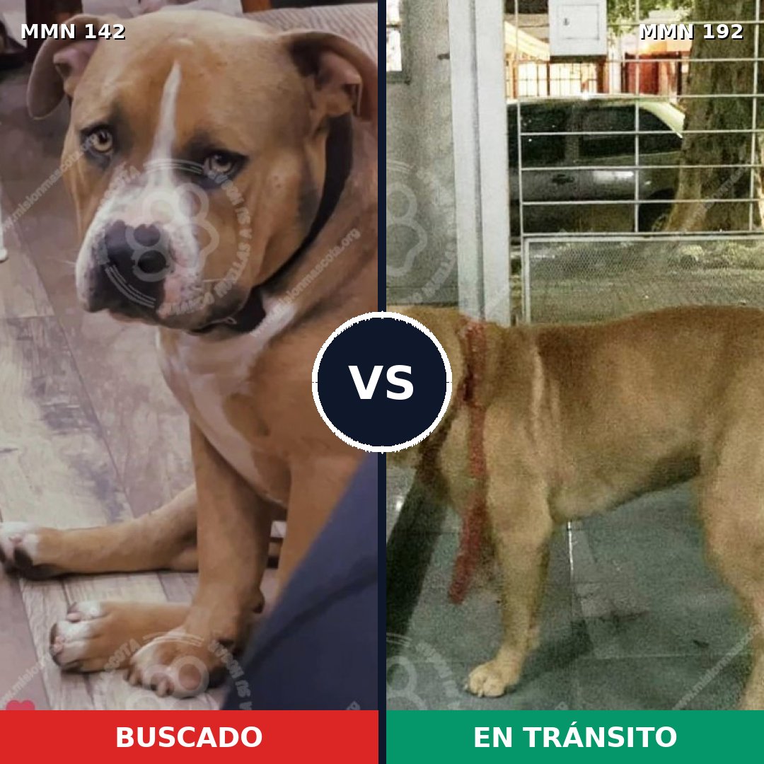 Comparativa MMS 3423: mascota perdida y mascota encontrada, 64% de similitud