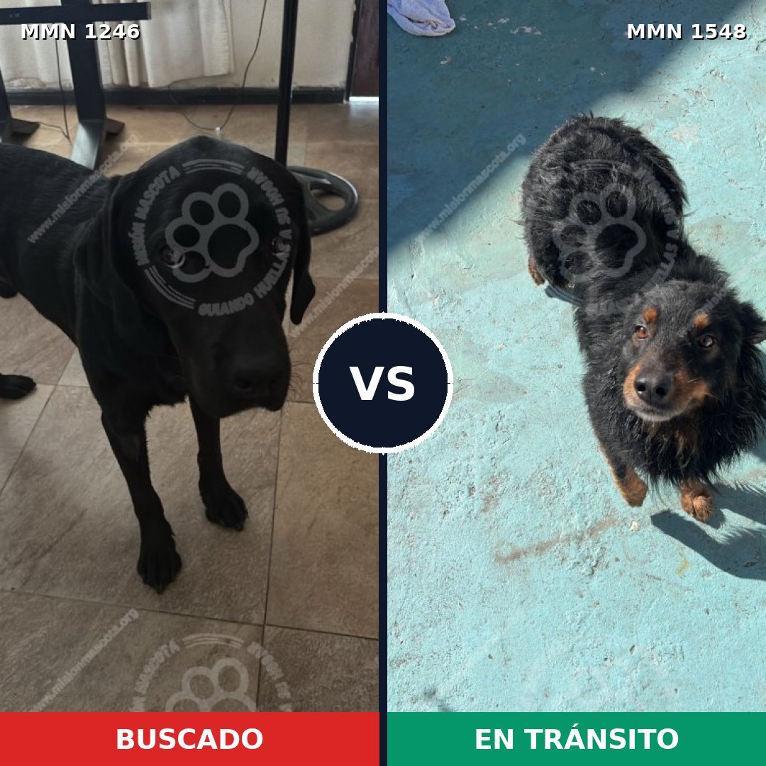 Comparativa MMS 34230: mascota perdida y mascota encontrada, 46% de similitud