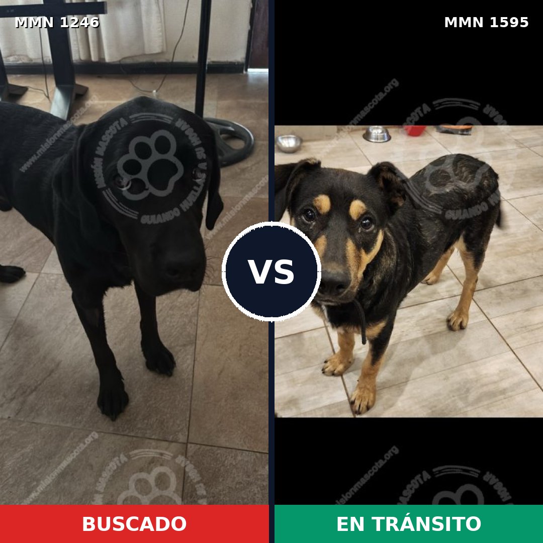 Comparativa MMS 34231: mascota perdida y mascota encontrada, 48% de similitud