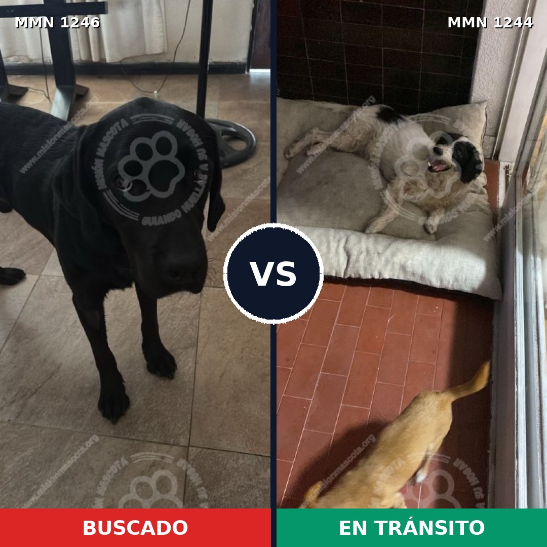 Comparativa MMS 34234: mascota perdida y mascota encontrada, 48% de similitud