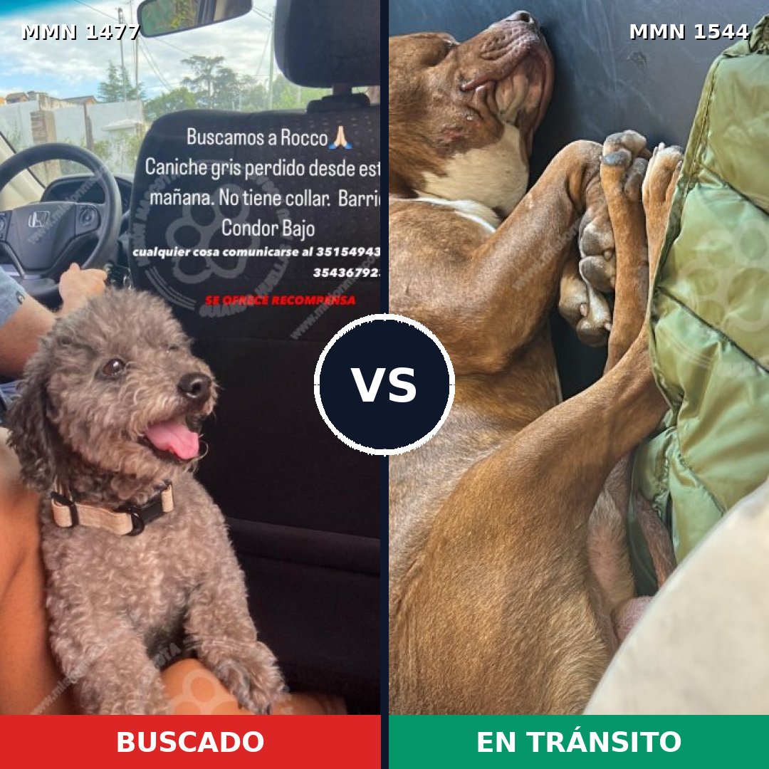Comparativa MMS 34238: mascota perdida y mascota encontrada, 27% de similitud